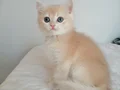 ŞAMPİYON ANNENİN GOLDEN YAVRULARI