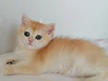 ŞAMPİYON ANNENİN GOLDEN YAVRULARI