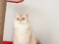 ŞAMPİYON ANNENİN CİCİŞ KIZLARI
