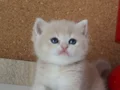 GOLDEN ANNENİN ŞEKER KIZLARI