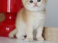 GOLDEN ANNENİN ŞEKER KIZLARI