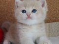 SAFKAN KREM RENGİ KIZIMIZ