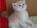 SAFKAN KREM RENGİ KIZIMIZ