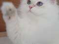 Safkan British Longhair Golden point Yavrular 