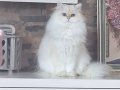 Full Şecereli NY1133 Longhair British