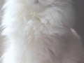 Full Şecereli NY1133 Longhair British