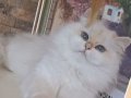 Full Şecereli NY1133 Longhair British
