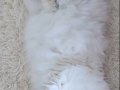 Full Şecereli NY1133 Longhair British