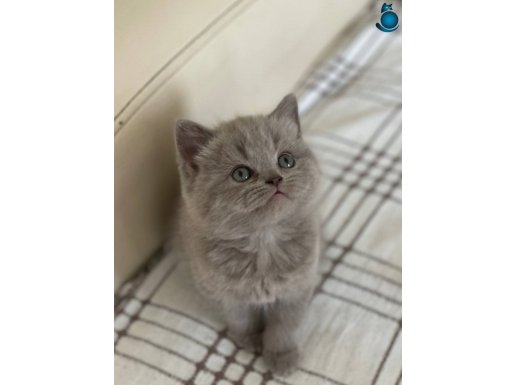 MÜKEMMEL GENETİK EV YAVRULARIMIZ