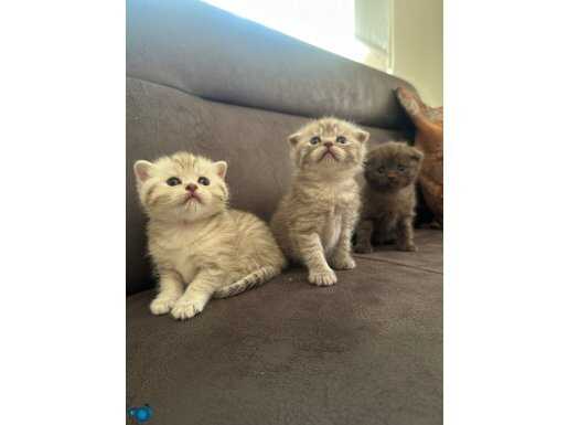 British shorthair ve scotish fold yavrular 