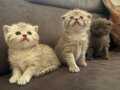 British shorthair ve scotish fold yavrular 
