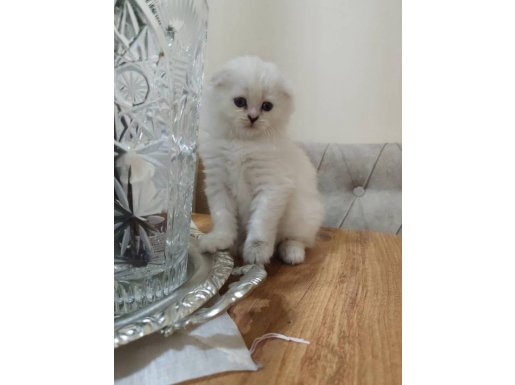 Küçük PRENSES YENİ YUVASINI ARIYOR 