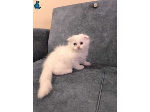 BRİTİSH LONGHAİR BEBEKLER 