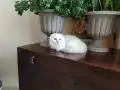 OYUN YUMAĞI KIZIM YENİ YUVASINI ARIYOR 