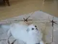 OYUN YUMAĞI KIZIM YENİ YUVASINI ARIYOR 