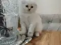 OYUN YUMAĞI KIZIM YENİ YUVASINI ARIYOR 