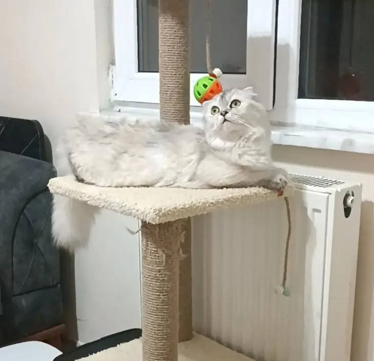 İNCİ KIZ YUVA ARIYOR 