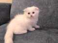 BRİTİSH LONGHAİR BEBEKLER 