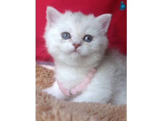 A KALİTE NY12 KAN TAŞIYICILI TEK YAVRUMUZ ASLAN KRAL 