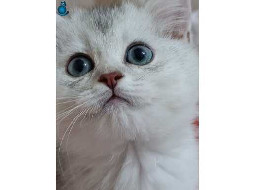 ASLAN KRAL 