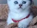 Mavi Gözlü Beyaz British Shorthair Yavrusu
