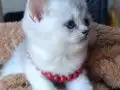 Mavi Gözlü Beyaz British Shorthair Yavrusu