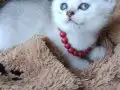 Mavi Gözlü Beyaz British Shorthair Yavrusu