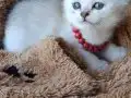 Mavi Gözlü Beyaz British Shorthair Yavrusu