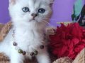 MUHTEŞEM MAVİ GÖZLÜ BRİTİSH 