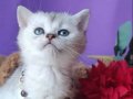 MUHTEŞEM MAVİ GÖZLÜ BRİTİSH 