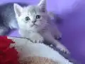 MUHTEŞEM BEŞ KARDEŞLER 