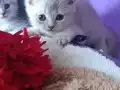 MUHTEŞEM BEŞ KARDEŞLER 
