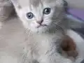 MUHTEŞEM BEŞ KARDEŞLER 