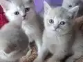 MUHTEŞEM BEŞ KARDEŞLER 