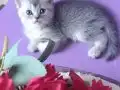 MUHTEŞEM BEŞ KARDEŞLER 