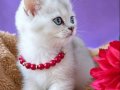 GOLDEN BRİTİSH YAVRUSU HARİKA BEBEK 