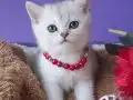GOLDEN BRİTİSH YAVRUSU HARİKA BEBEK 