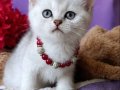 GOLDEN BRİTİSH YAVRUSU HARİKA BEBEK 
