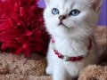 GOLDEN BRİTİSH YAVRUSU HARİKA BEBEK 