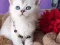 GOLDEN BRİTİSH YAVRUSU HARİKA BEBEK 