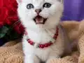 GOLDEN BRİTİSH YAVRUSU HARİKA BEBEK 