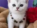 GOLDEN BRİTİSH YAVRUSU HARİKA BEBEK 