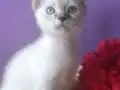 GÜMÜŞ SİYAMLAR 