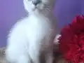 GÜMÜŞ SİYAMLAR 