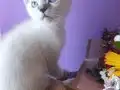 GÜMÜŞ SİYAMLAR 