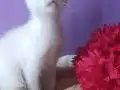 GÜMÜŞ SİYAMLAR 