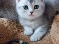 BAYRAM ŞEKERLERİ 