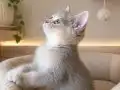 BABA GOLDEN PRENSESLER 