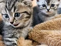 SEVİMLİ PRENS VE PRENSESLER 