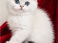 A KALİTE BEBEK 